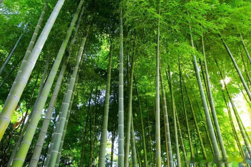 谁说大山出行不方便？在绵阳北川，坐着公交就能轻松走出深山。从前出山行路艰难，如今