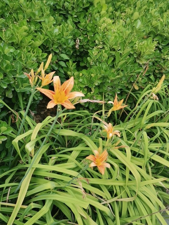 景色怡人，
美不胜收，
夏之美好！
自然小径漫步 小径清新