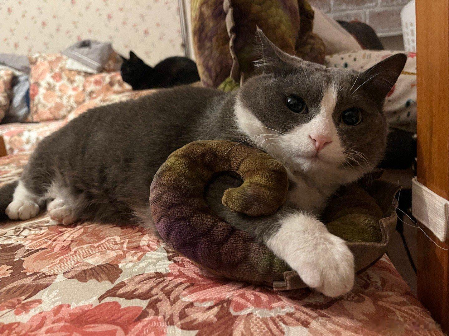 挽着龙哥#憨猪能量[超话]# ​​​