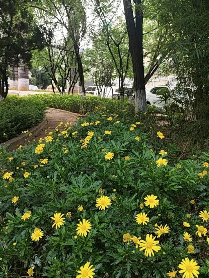 昆明不愧是春城，不论哪个季节都有鲜花，每个季节都有每个季节的好。
就说翠湖公园，