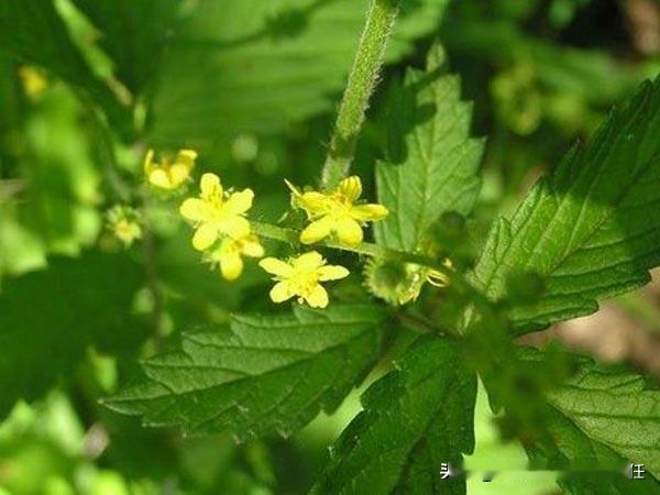 【糖尿病口渴多汗、乏力？活用仙鹤草，轻松解决难题】

在糖尿病的治疗当中，经常会