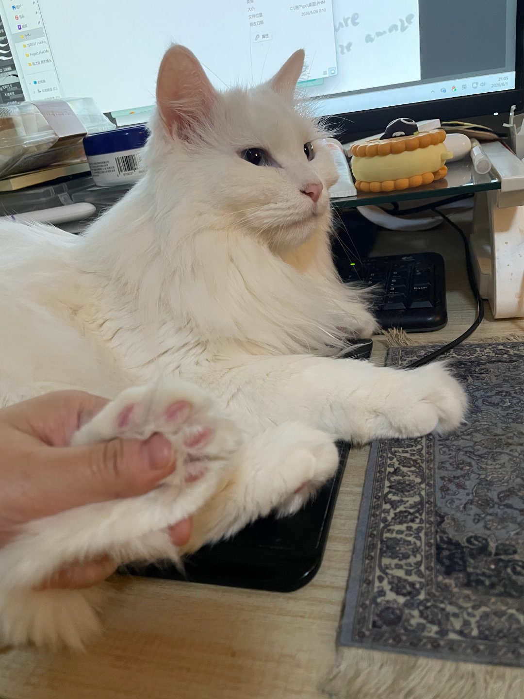 猫又睡我板子上阻止我画画 