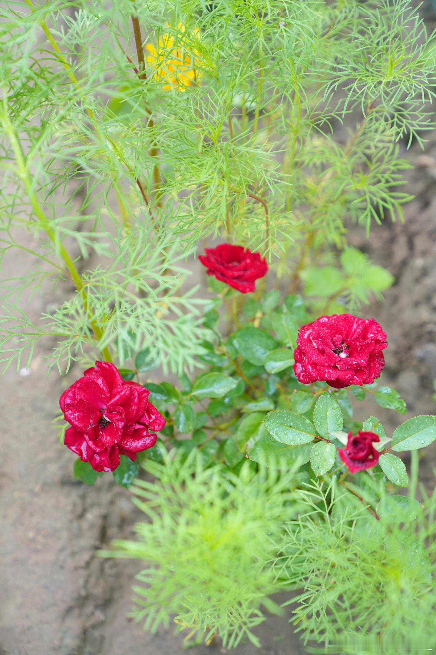 小菜园里的花~一条Plog告别六月