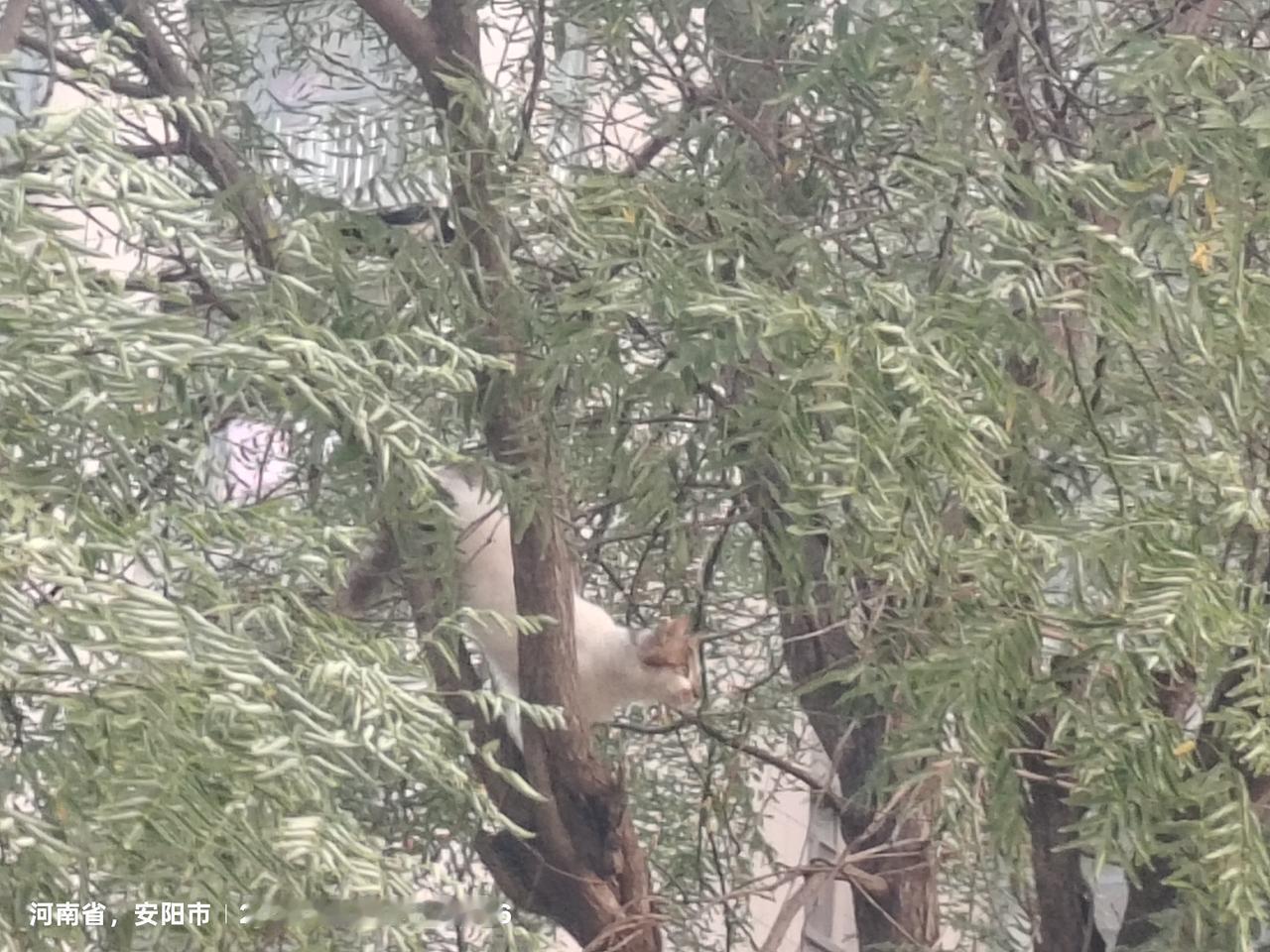 小猫捉小鸟