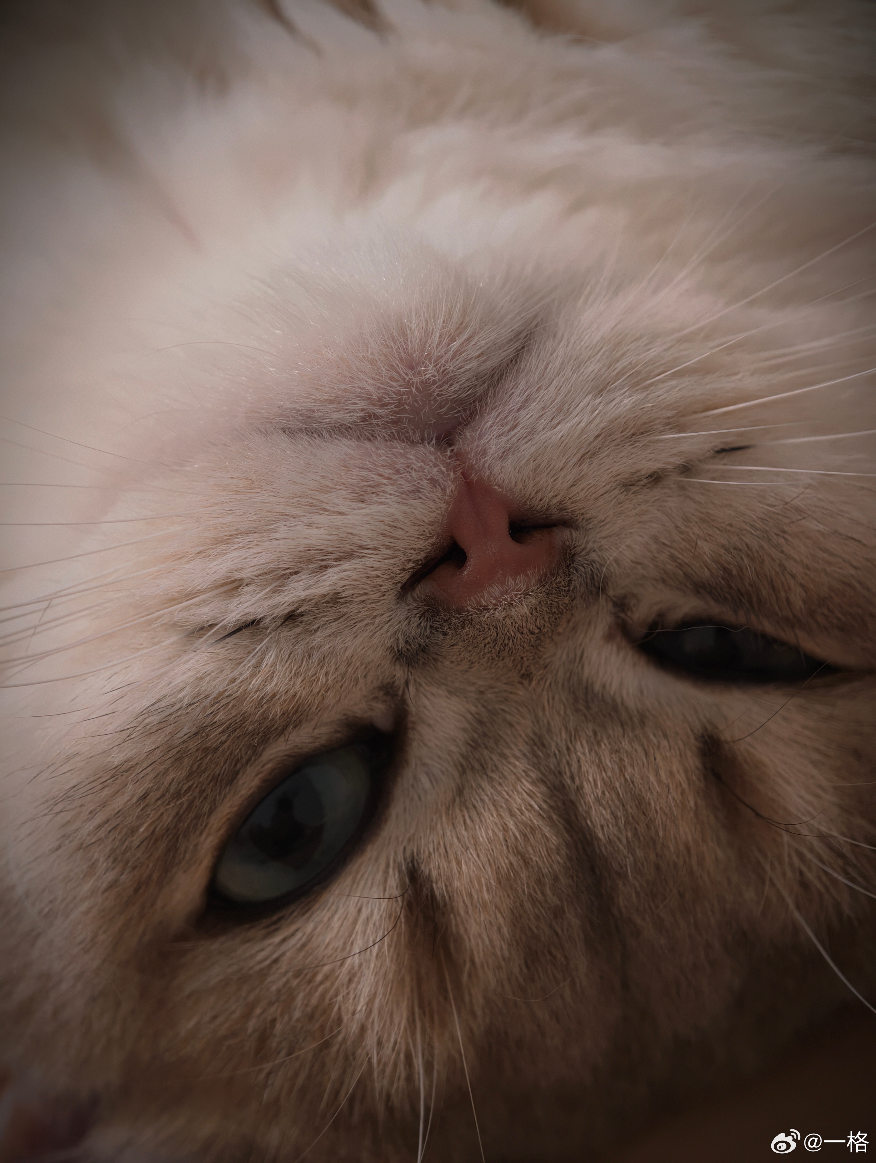 在吗？看看我家猫(👀) ​​​
