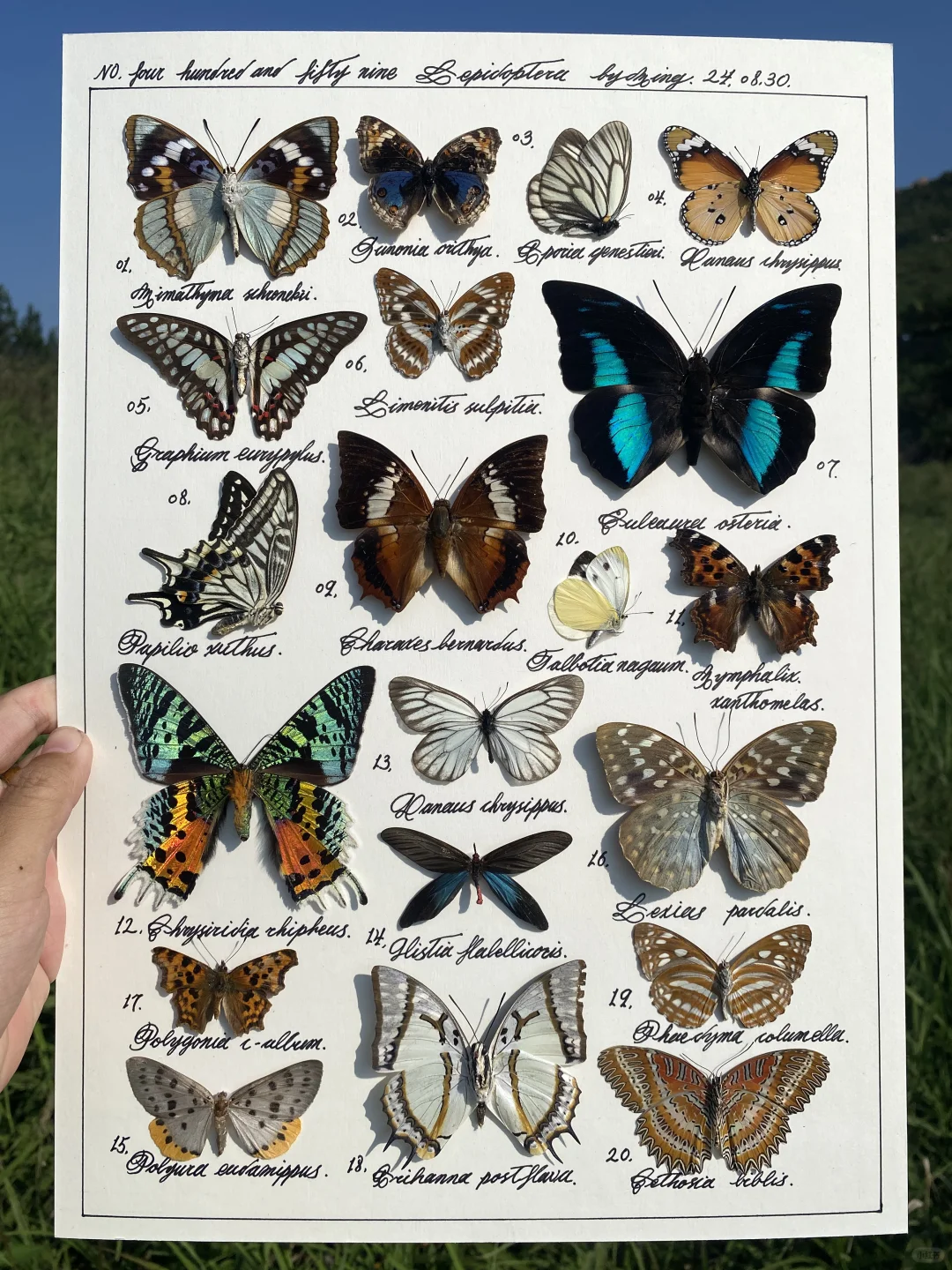 蝴蝶标本图鉴编号459