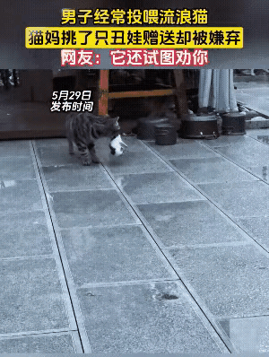 等它平安生下一窝小猫崽之后，直接挑了个良辰吉日，专程上门“送礼报恩”！
  画面