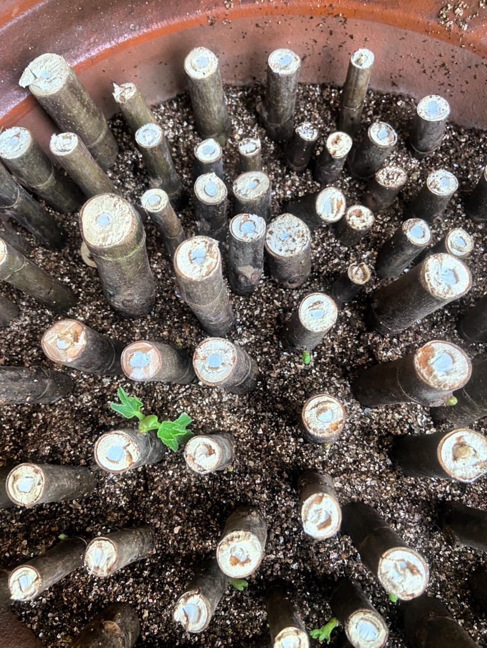 在闲鱼上买了波姬红无花果枝条，卖家说是去年秋后剪的，经过一整个冬天，到手时枝条干