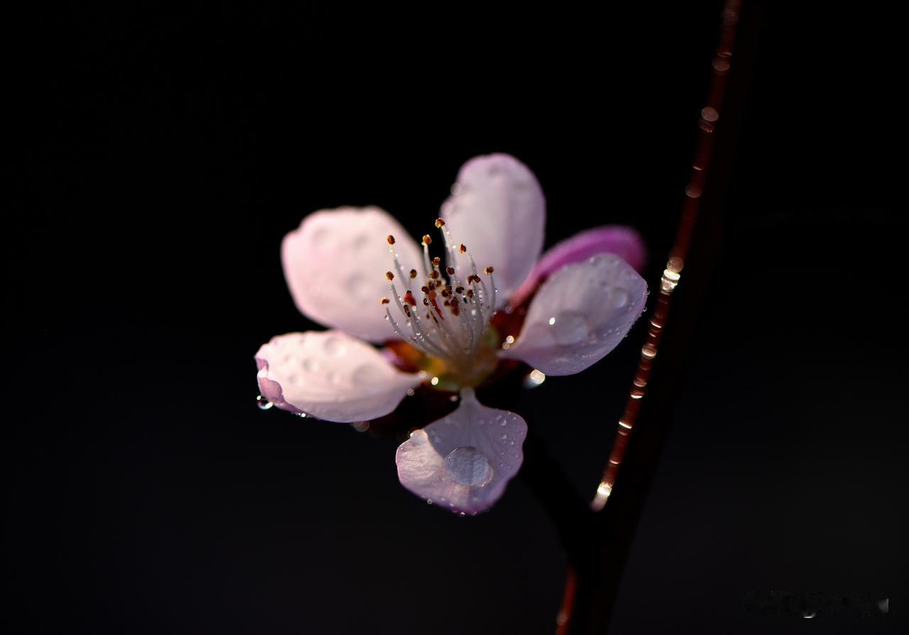 南湖公园四季掠影（八）
春季景色：