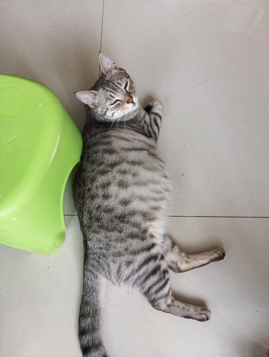 随地大小躺的小猫咪