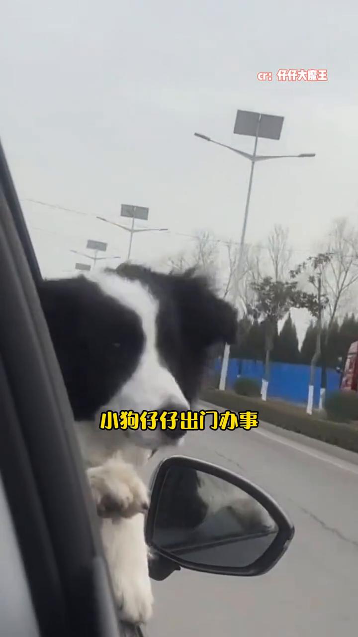 见人就摇尾的小狗却被人打碎了头骨。
娱星美少女。
它只是安静的趴在车边等主人，就