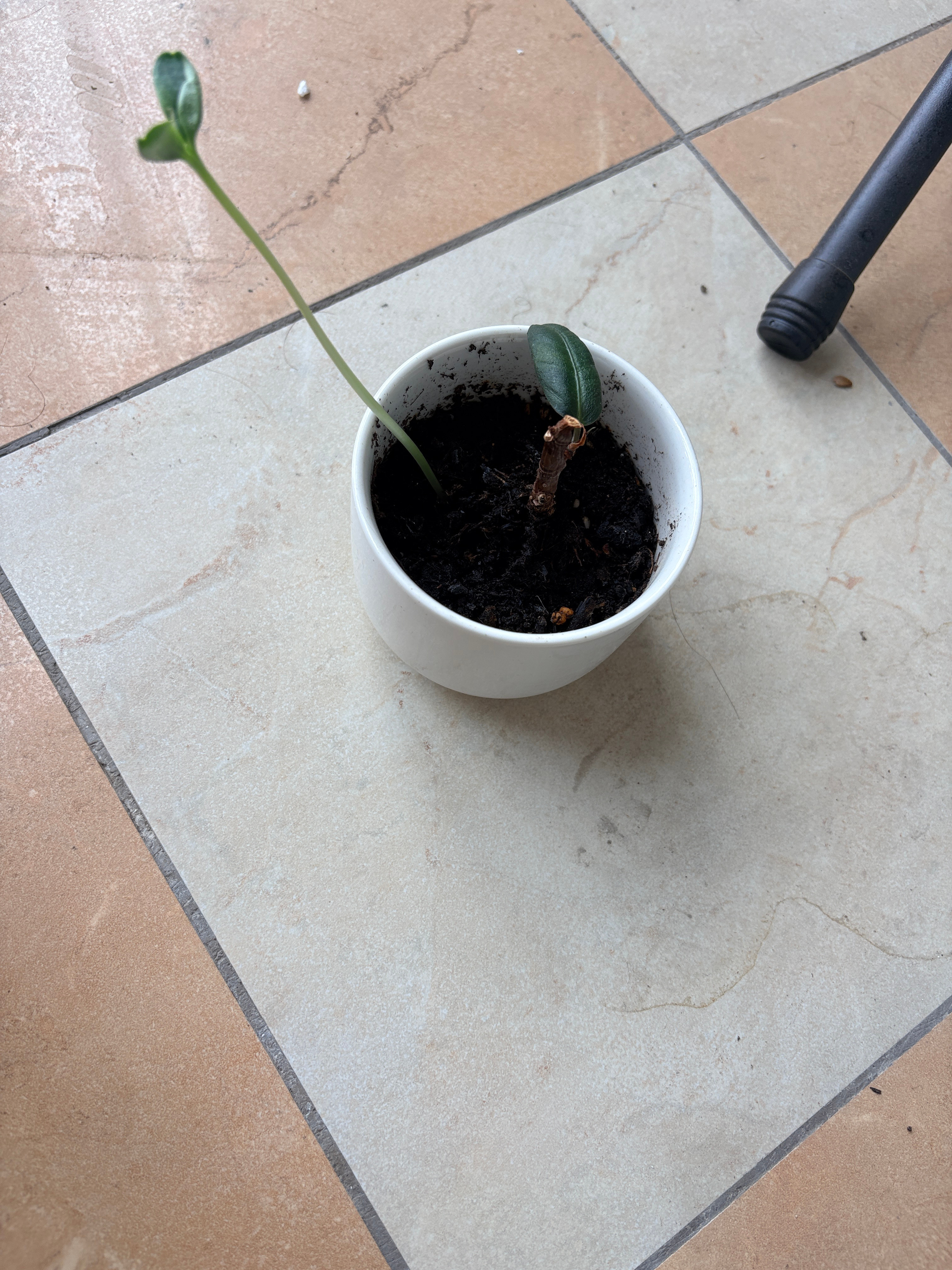 完了，西瓜籽发芽给旁边的挤死了