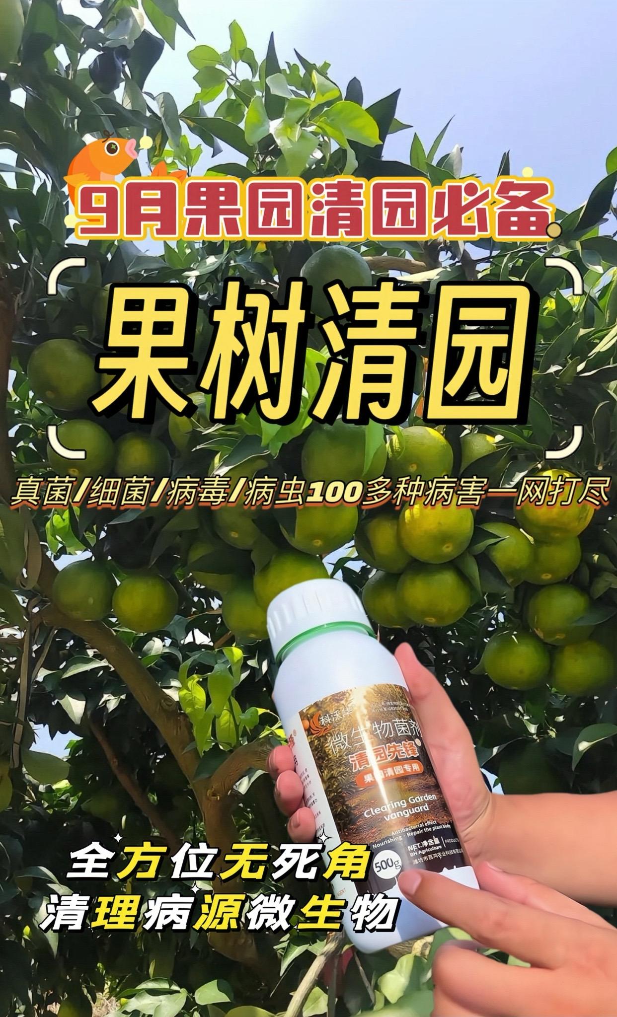 9月不清园带虫带病到明年,做好清园套袋才能安心,打虫又能除菌, 一种药就够了,降