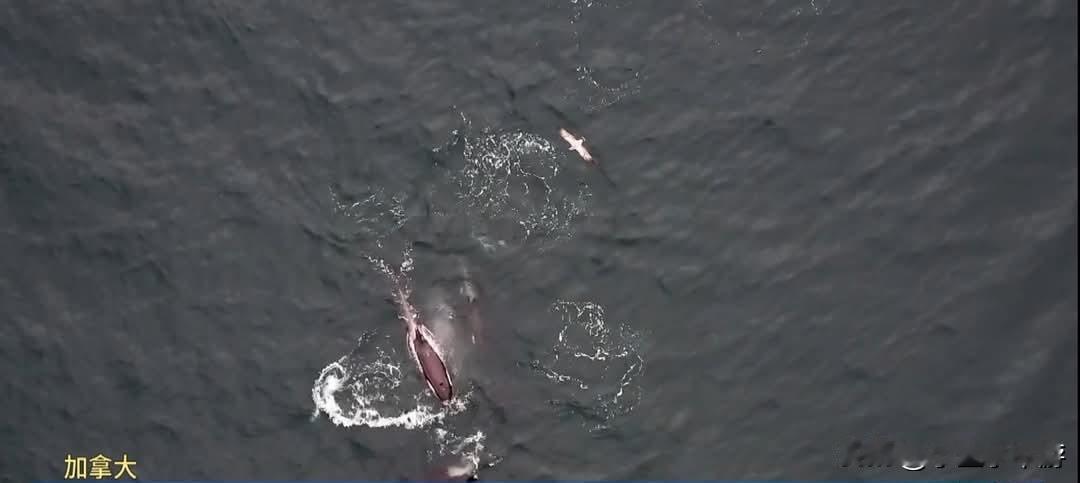 加拿大与德国研究团队发现海豚与虎鲸跨物种合作捕猎鲑鱼
 
加拿大与德国的研究团队