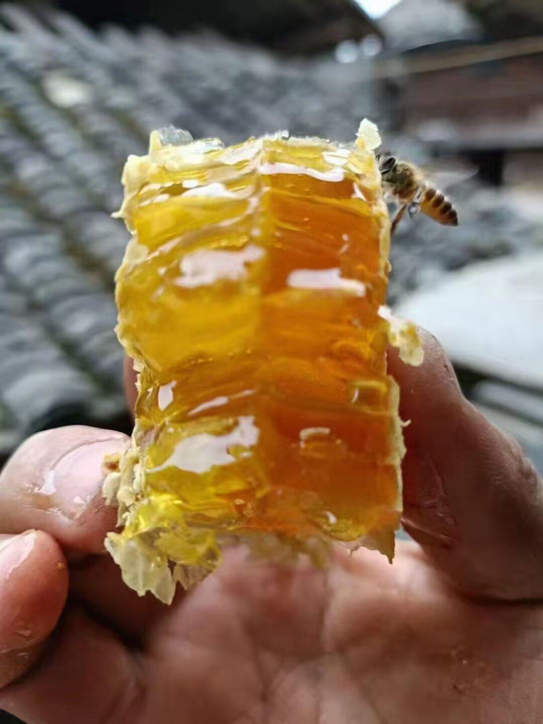 来自重庆大山里的馈赠，真正自然的味道！纯天然野生蜂蜜 纯天然无添加 抖音助农 农