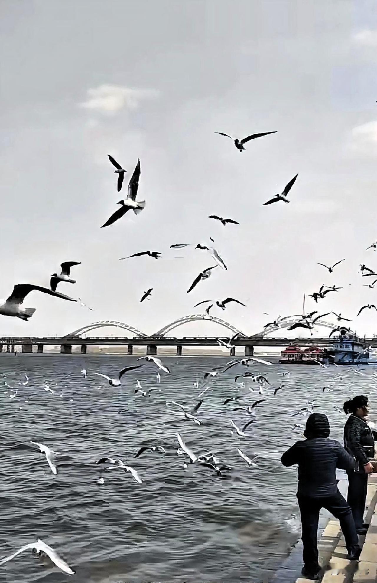 看海鸥再也不用去大连了，哈尔滨有自己的海，也有自己的海鸥了。

哈尔滨虽然在经济