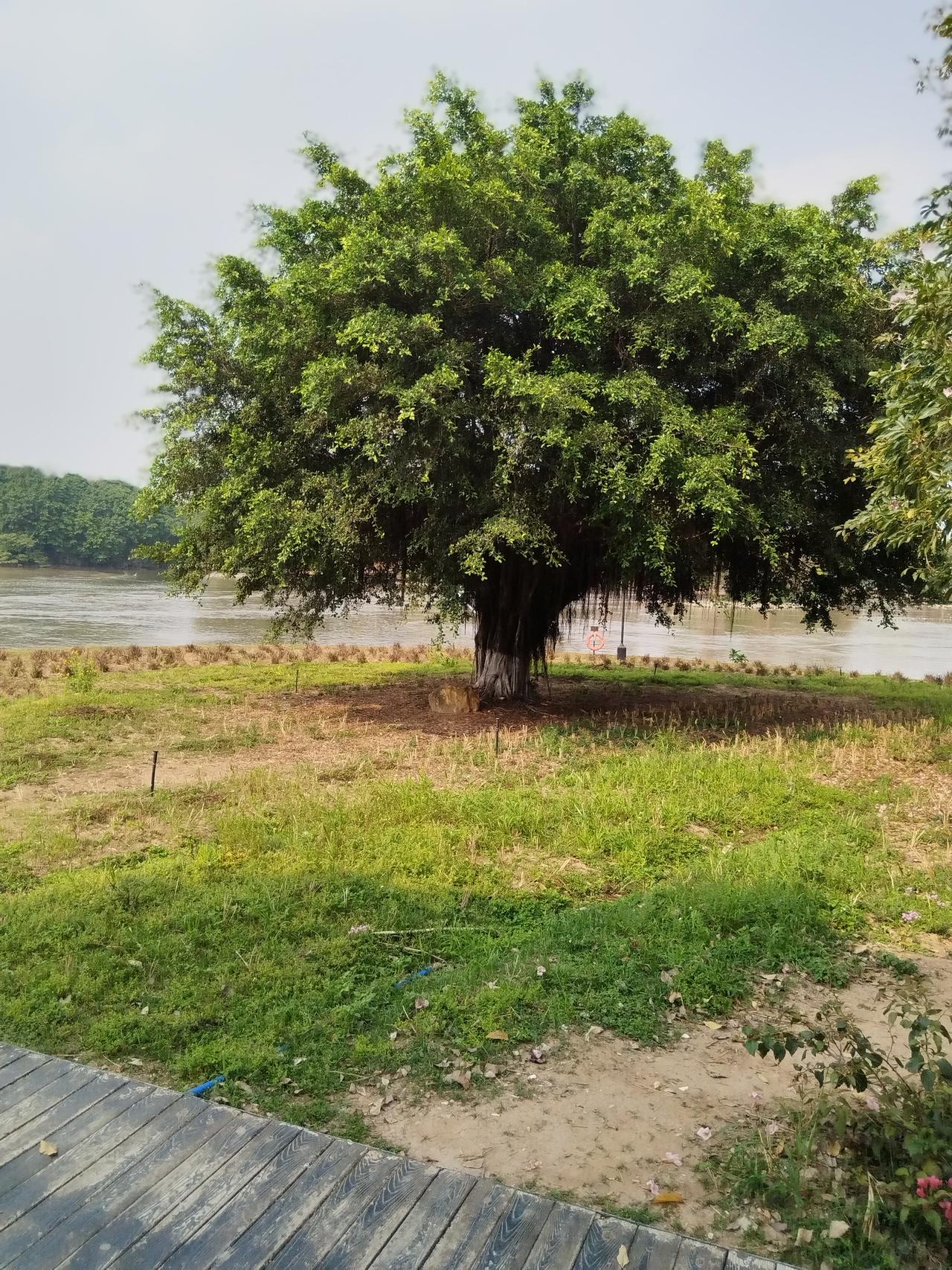 认识榕树是在1996年，是我第一次出去打工，在汕头一个叫两英的镇上，有时候休息出