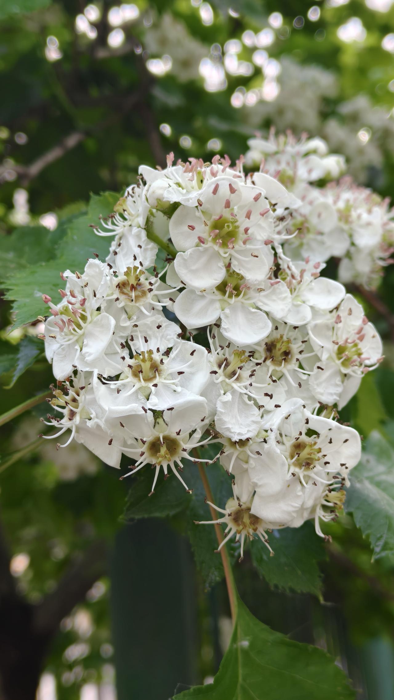 地塞米松几毛钱一支，打到耳朵里一次收费200元，需要耳镜等仪器配合注射，一般3-