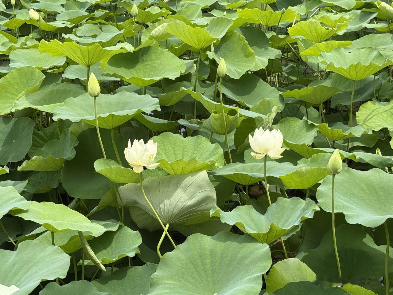 【小对联】
上：……？
下：拆台。