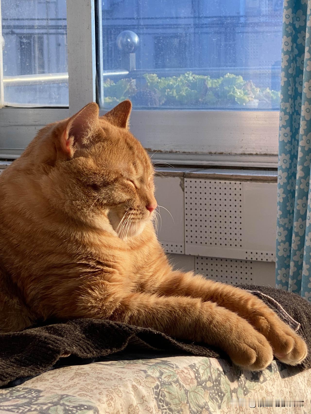 我家的橘猫月月
我家的月月出生了六个月，现在已经是大胖子了，你们的猫咪胖吗？