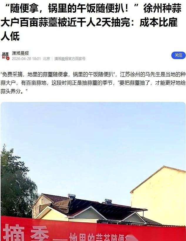 雇人摘蒜苔，一天成本十几万；不雇，烂在地里就是一年的血汗。
徐州的马大哥蹲在田埂