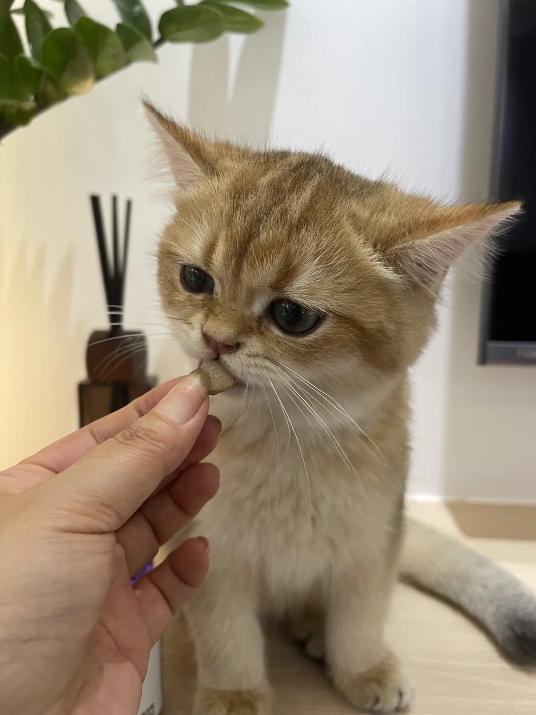 吃货小猫咪的日常