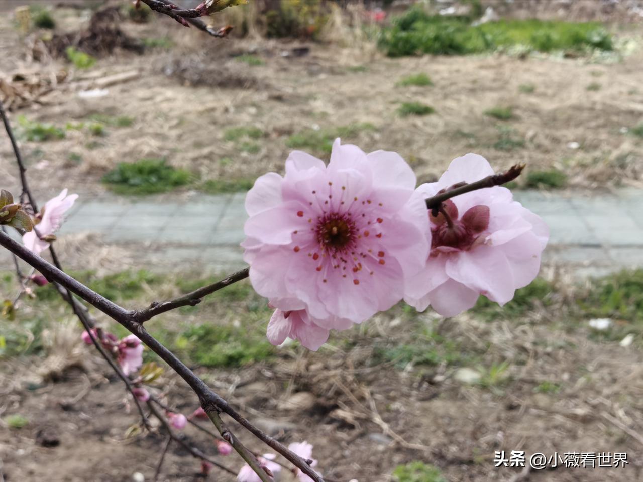 我们这里有个女人，她有两个儿子，一个是前夫生的，一个是情人生的。都还没结婚。
