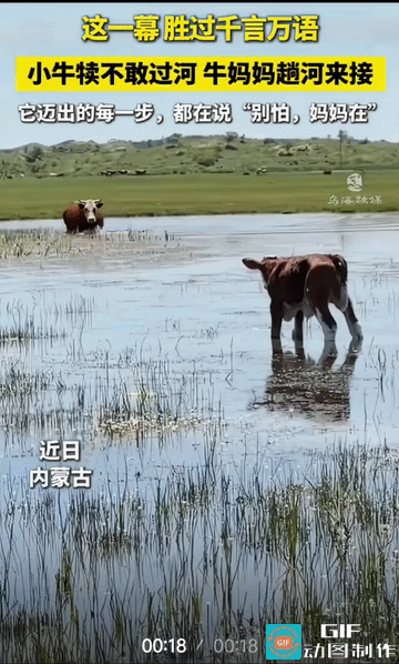 牛犊:过河喊妈妈过来，没错。
老牛:娃！别怕，水不深，深的地方也就是刚没大腿。