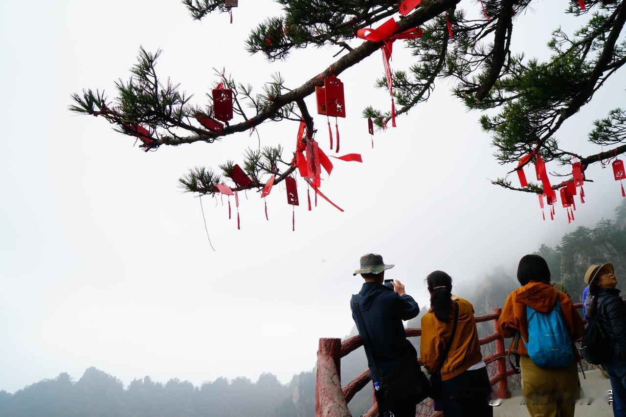 随拍老君山十里画屏，图中的祈福牌挂于悬崖峭壁中的的松树上，是怎么挂上去的？用拐杖