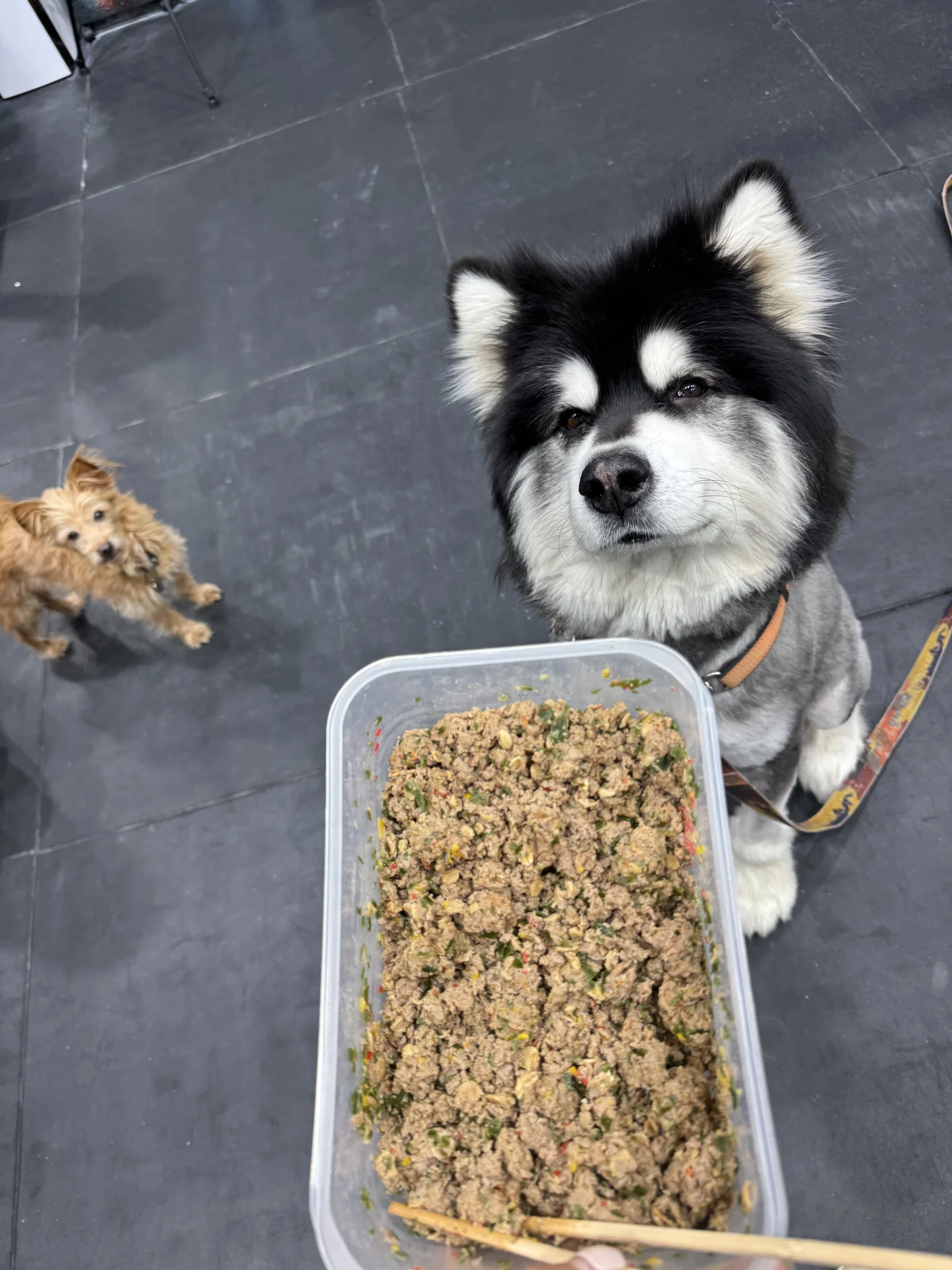 可可爱爱，还有大脑袋