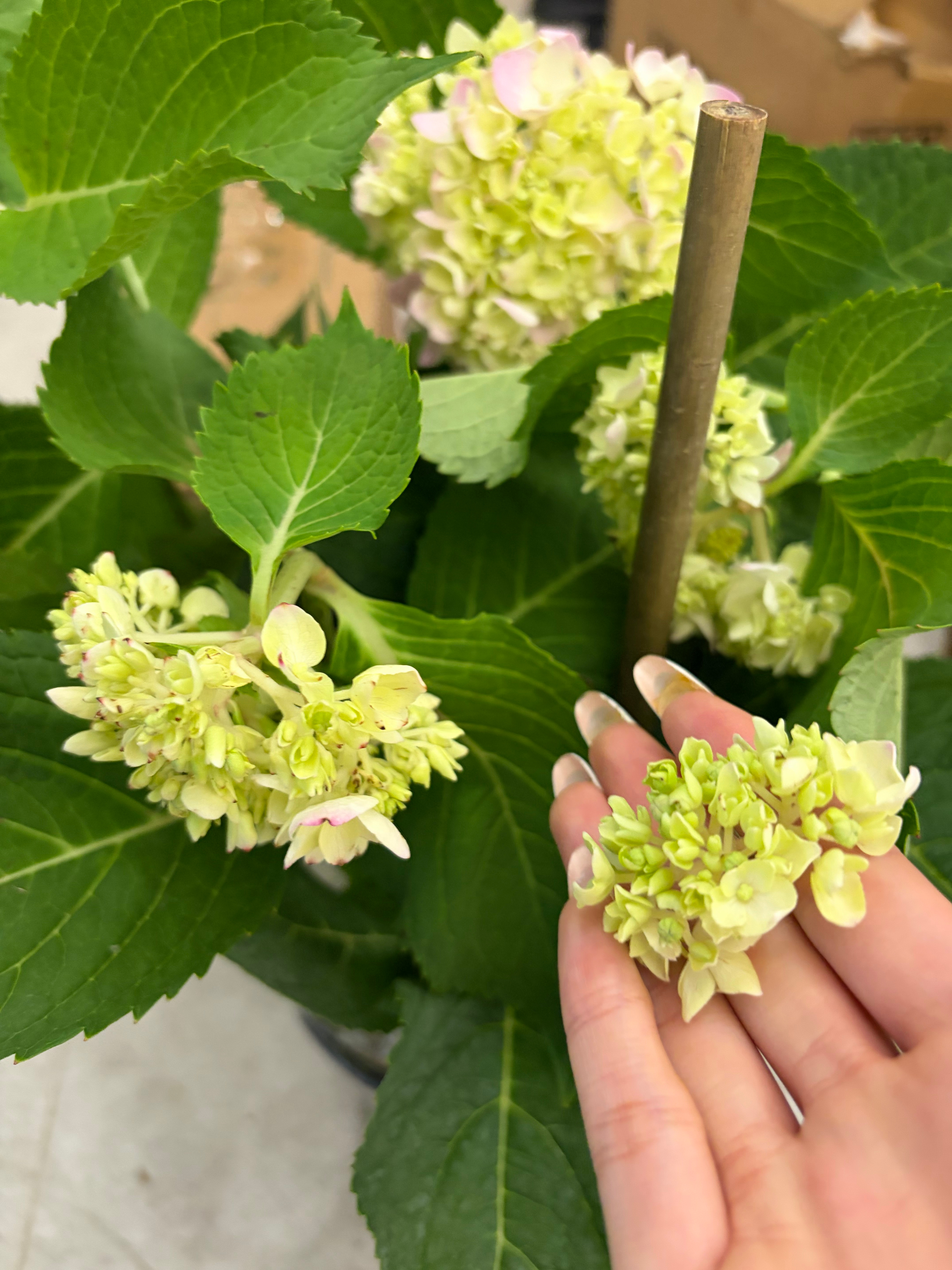 每天像科学怪人一样认真照料我的爱苗们 还有刚到家就被程小勺男士大吃一口的我的无尽