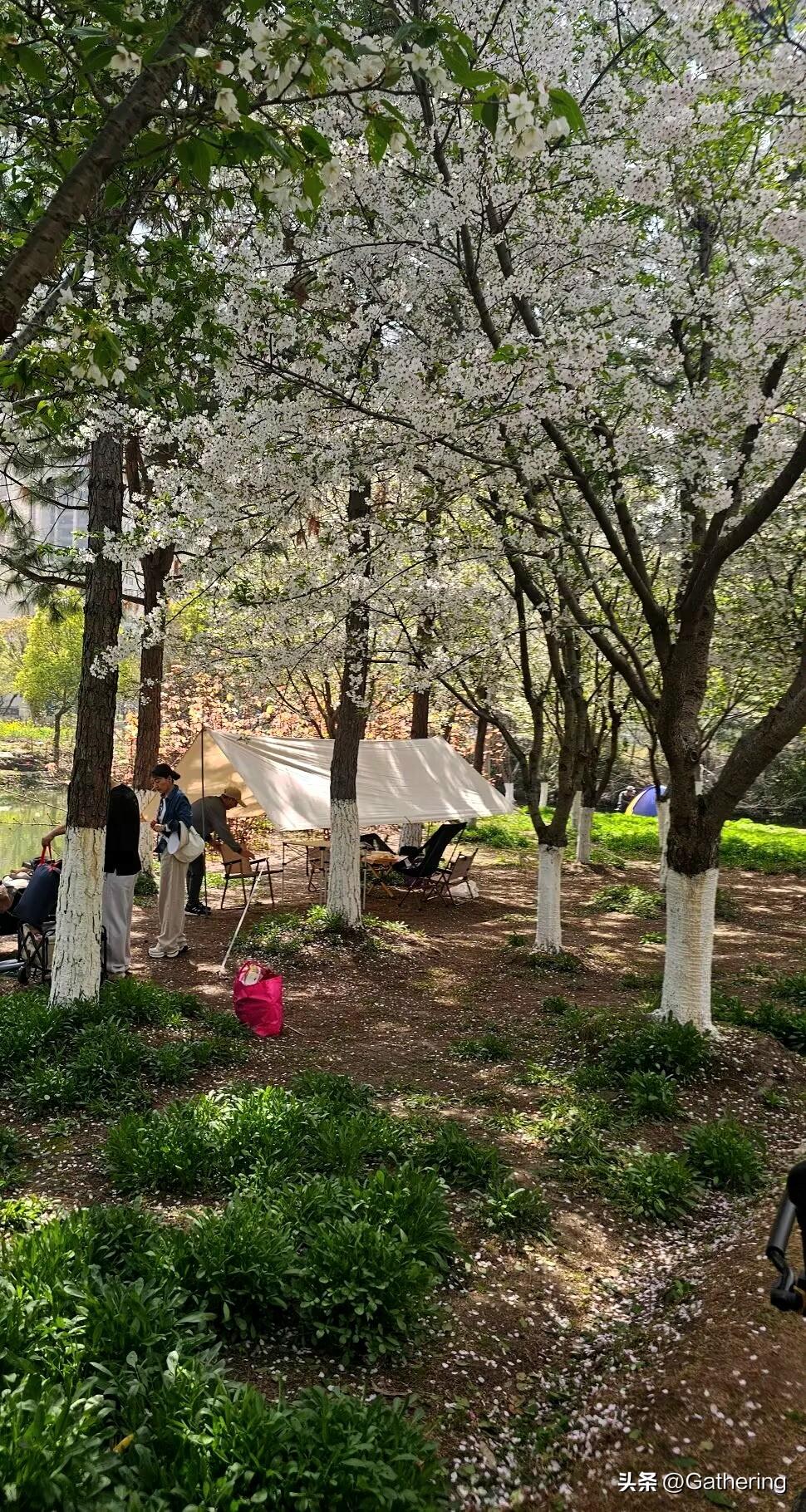 （这轮高端手机涨价，
某种程度上是把自己架火上烤了）以后您就记住一句话，除了苹果