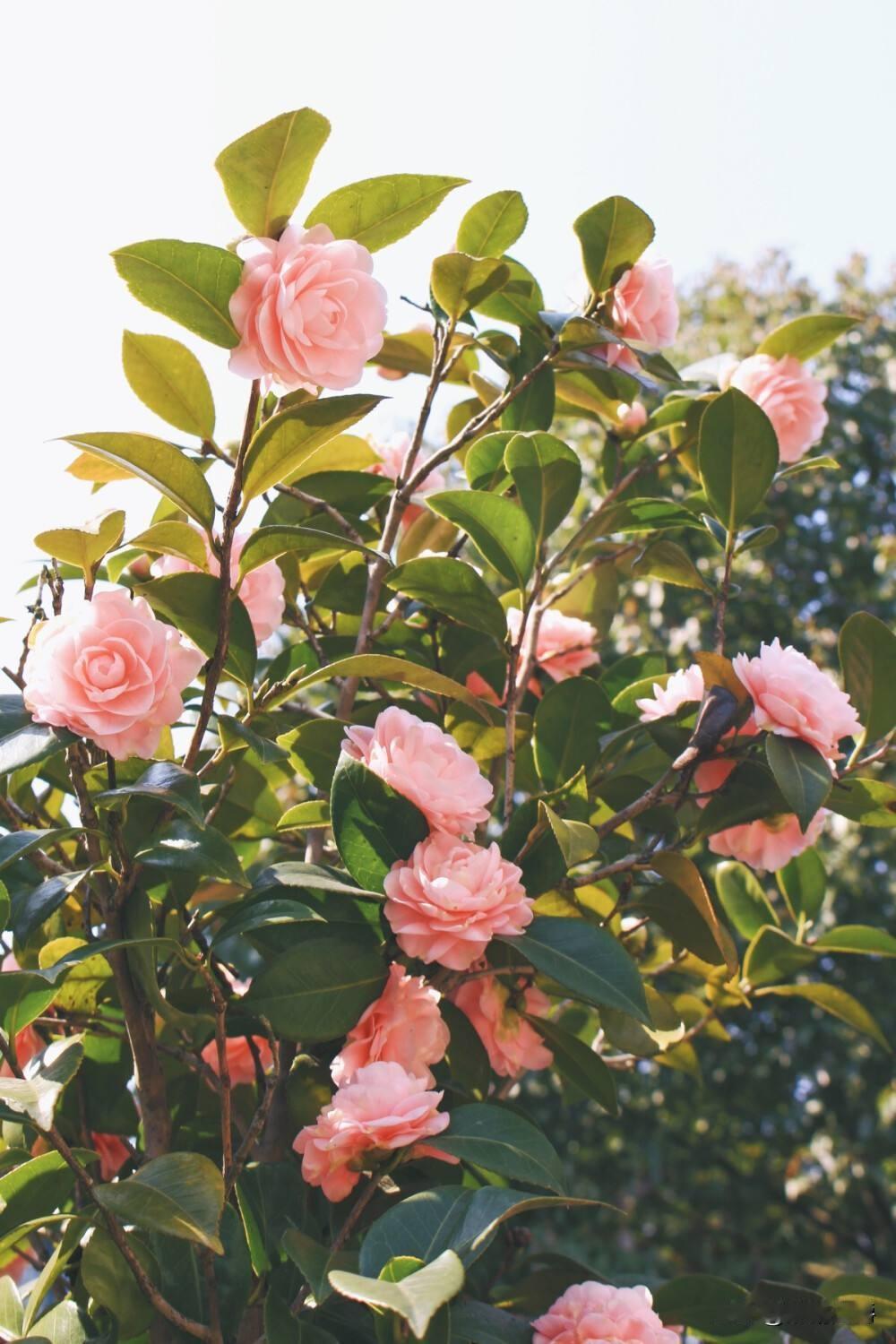 我妈和我婆婆是两个极端，

我婆婆嘴甜，和谁说话都亲如一家，知道享受，算个精明人
