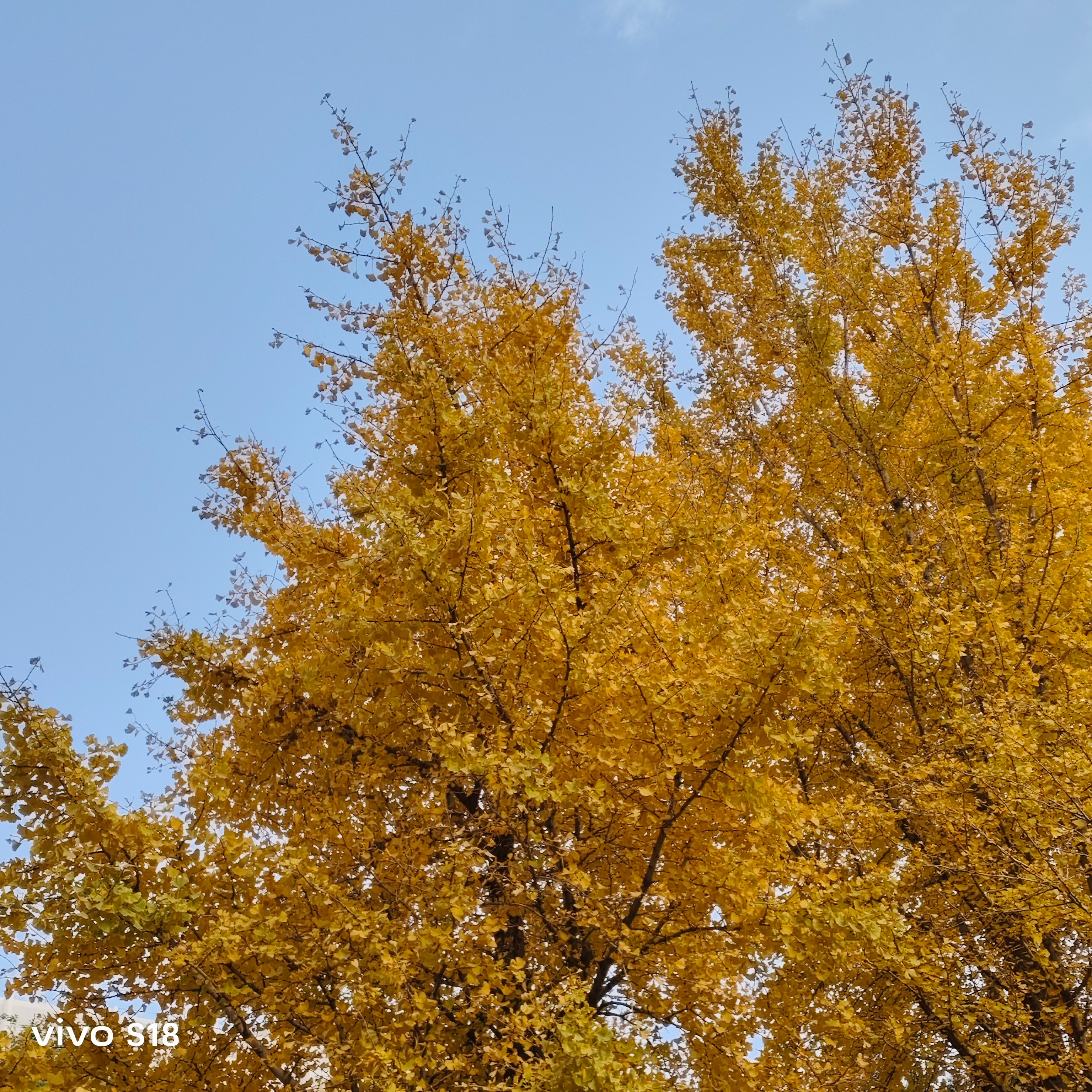 秋天都快过去了，但是好像还没好好欣赏一眼北京的秋🍂 