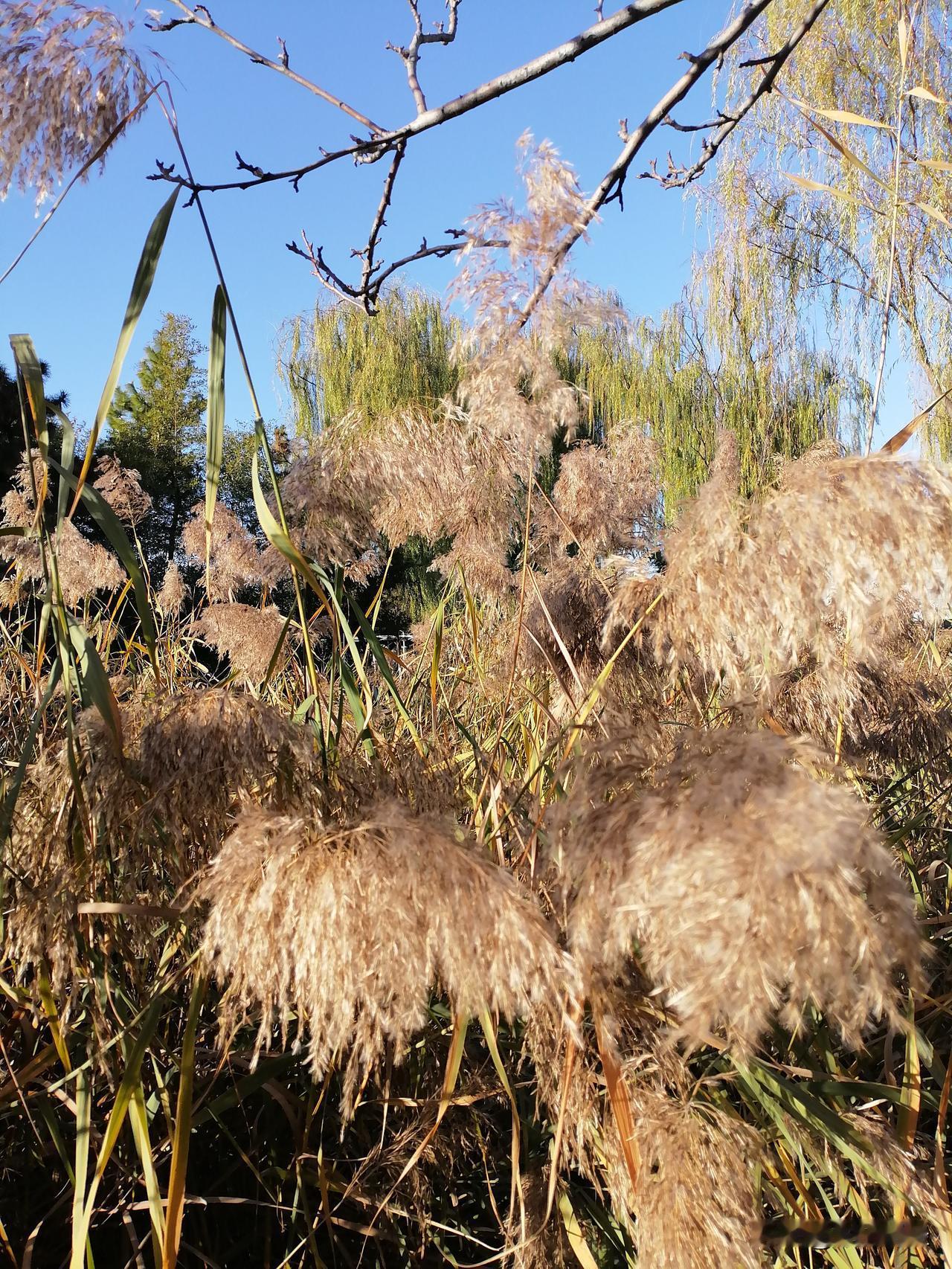 冬日生活打卡季冬日的芦苇，看起来是那么的潇洒和美丽，随风摆动，那毛茸茸的穗子，与