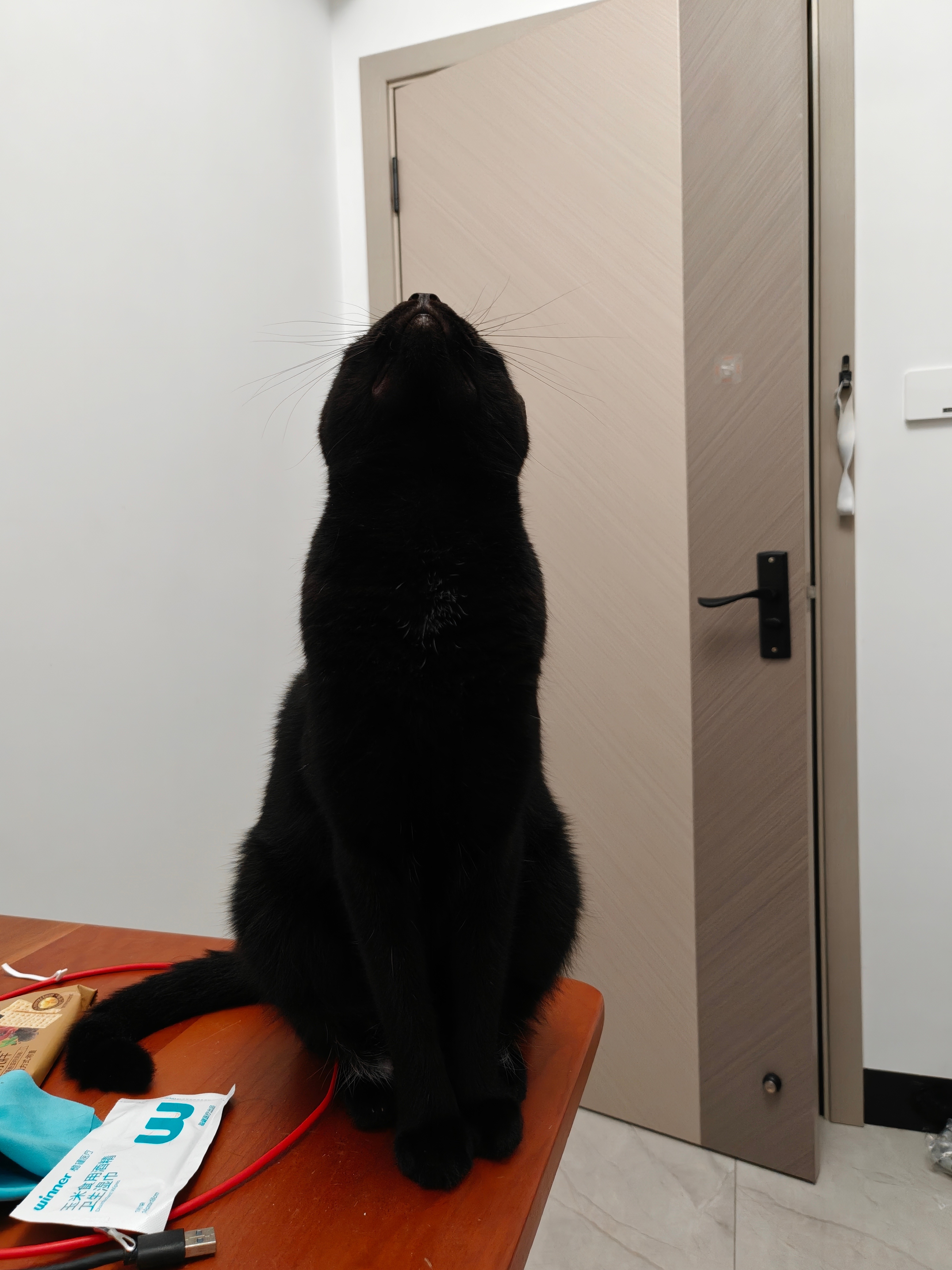 猫型圣诞树 