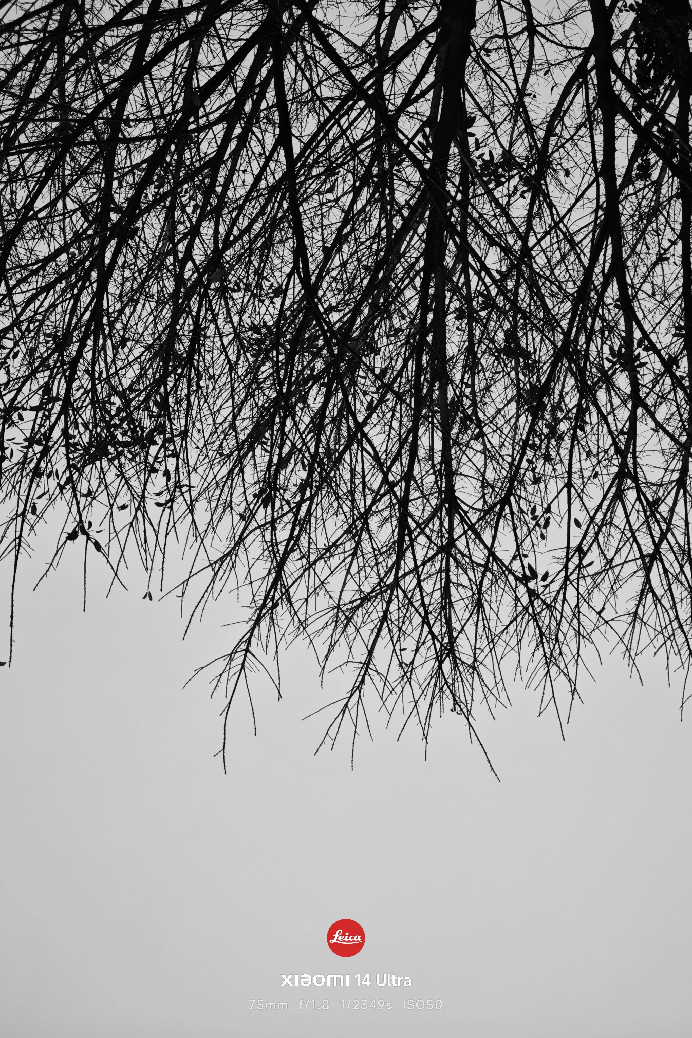 黑白随拍摄影后期：聆听猎人    聆听猎人的小米14Ultra
