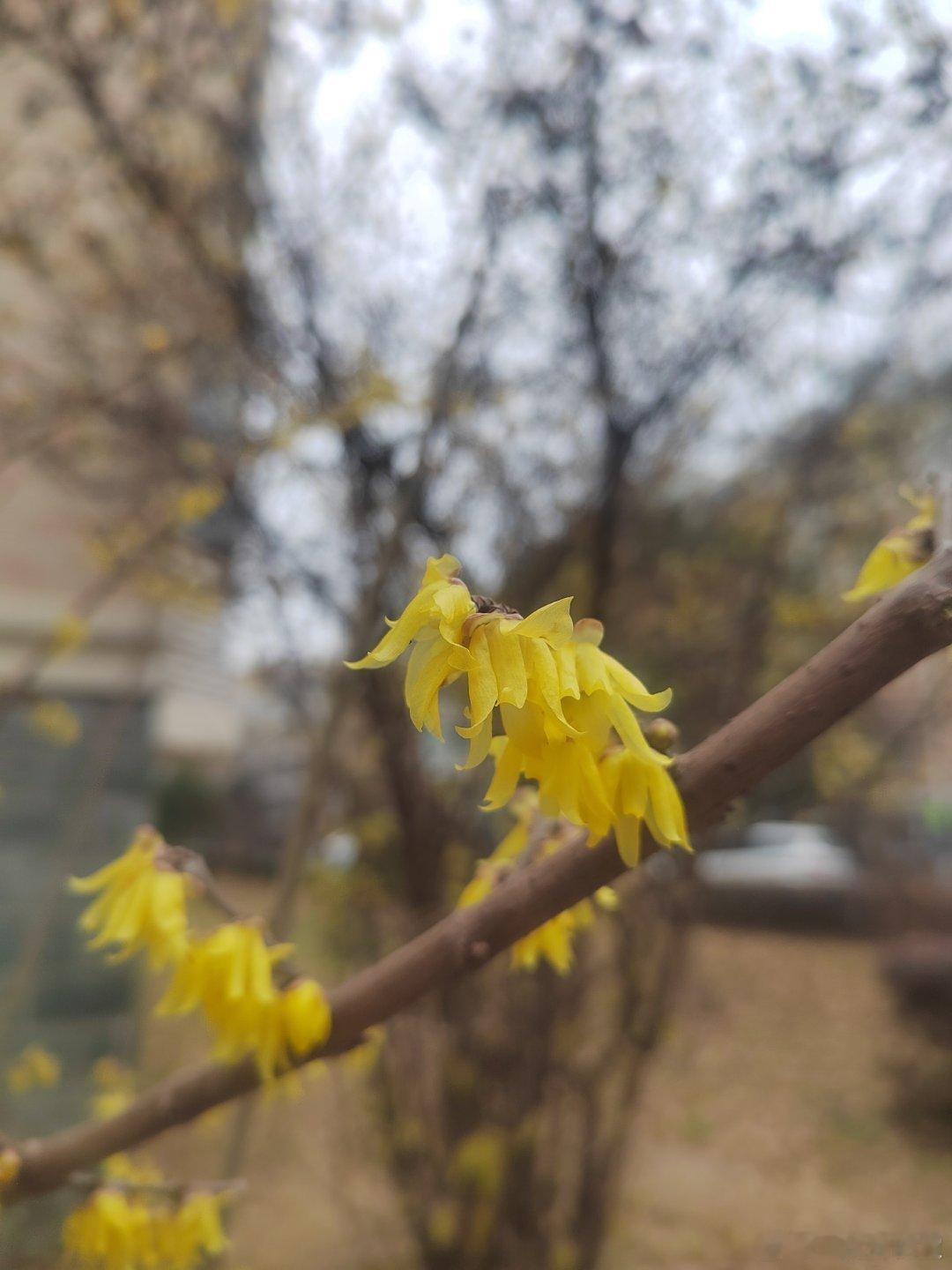 迎春花都开了！今年冬天有点特别啊！ 