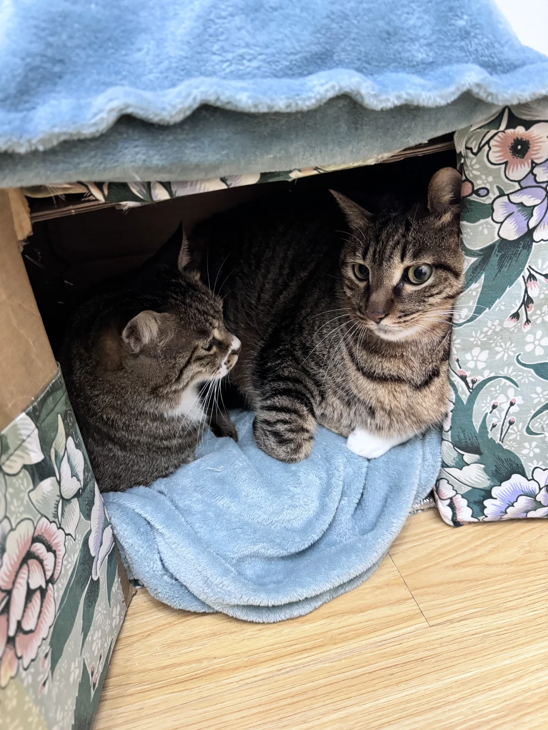 大家来猜猜看，这里一共几只猫🤣笑出猪叫