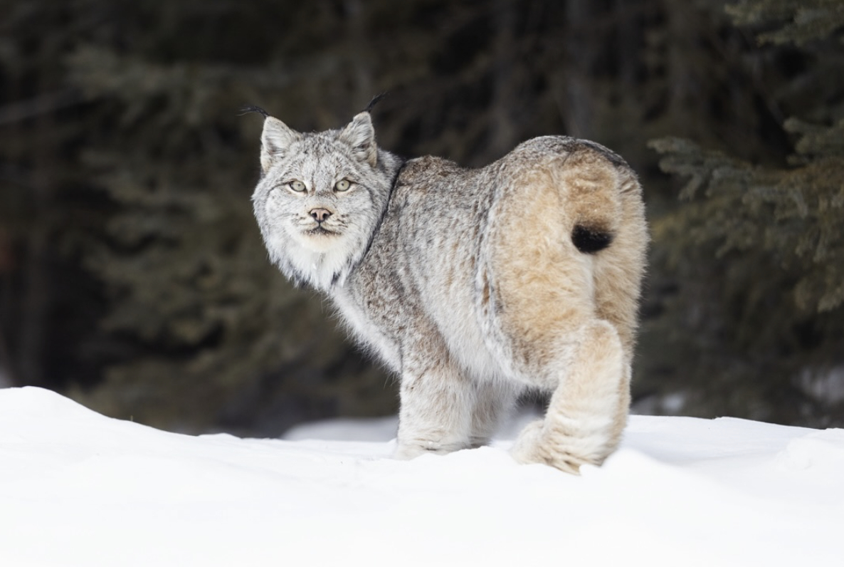 猞猁 加拿大猞猁的超大号雪地靴看着真让人稀罕~~【ins：prairiefoto
