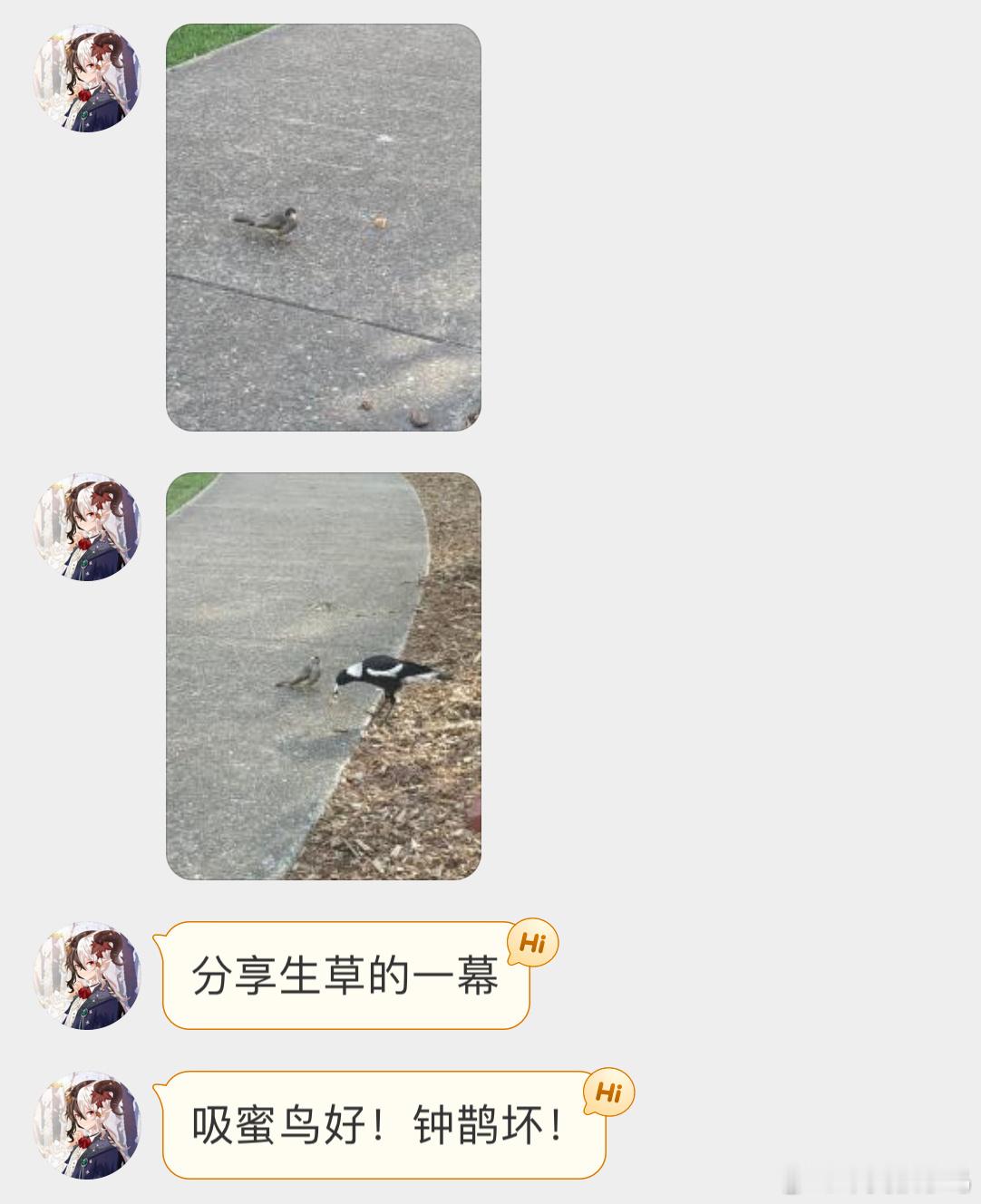 #鸟粉投稿# 黑额矿吸蜜鸟发现一小块面包屑然后被澳洲钟鹊截胡… ​​​