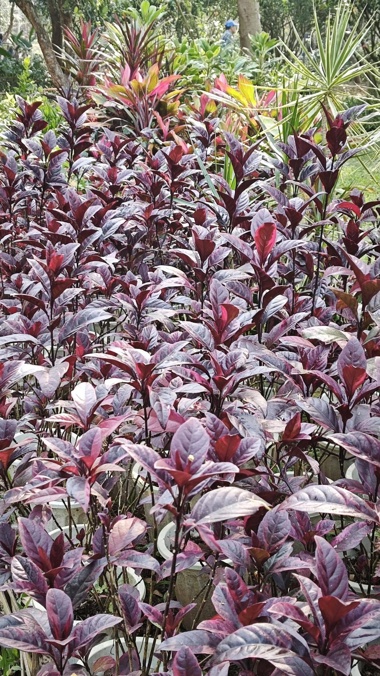 春日生活打卡季深紫如霞，新叶似火，一丛热烈撞入眼底，把春日的温柔，都染成了浓墨重