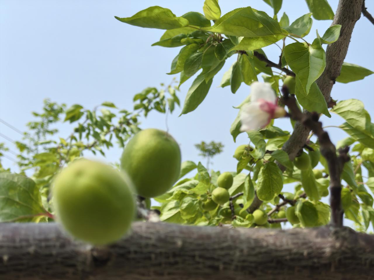 农历三月初八，上午去舅舅家，看到一棵杏树，青色的杏子结满了枝头，只见一朵杏花还在