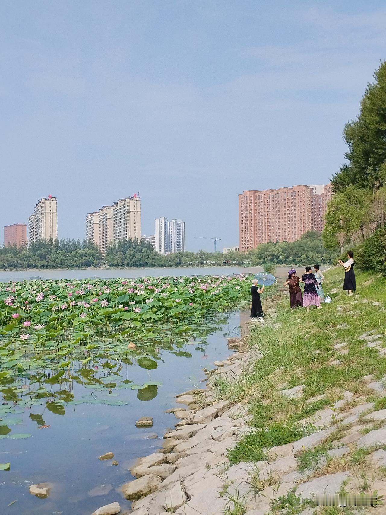 莲花赞
风韵犹存下河坡，
半塘芙蓉舞婆娑。
扑扑楞楞飞起落，
请续句……
（绝色