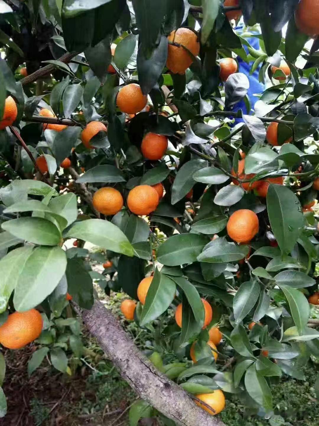 丰收的季节，满树又大又甜的橙子等你来采摘！