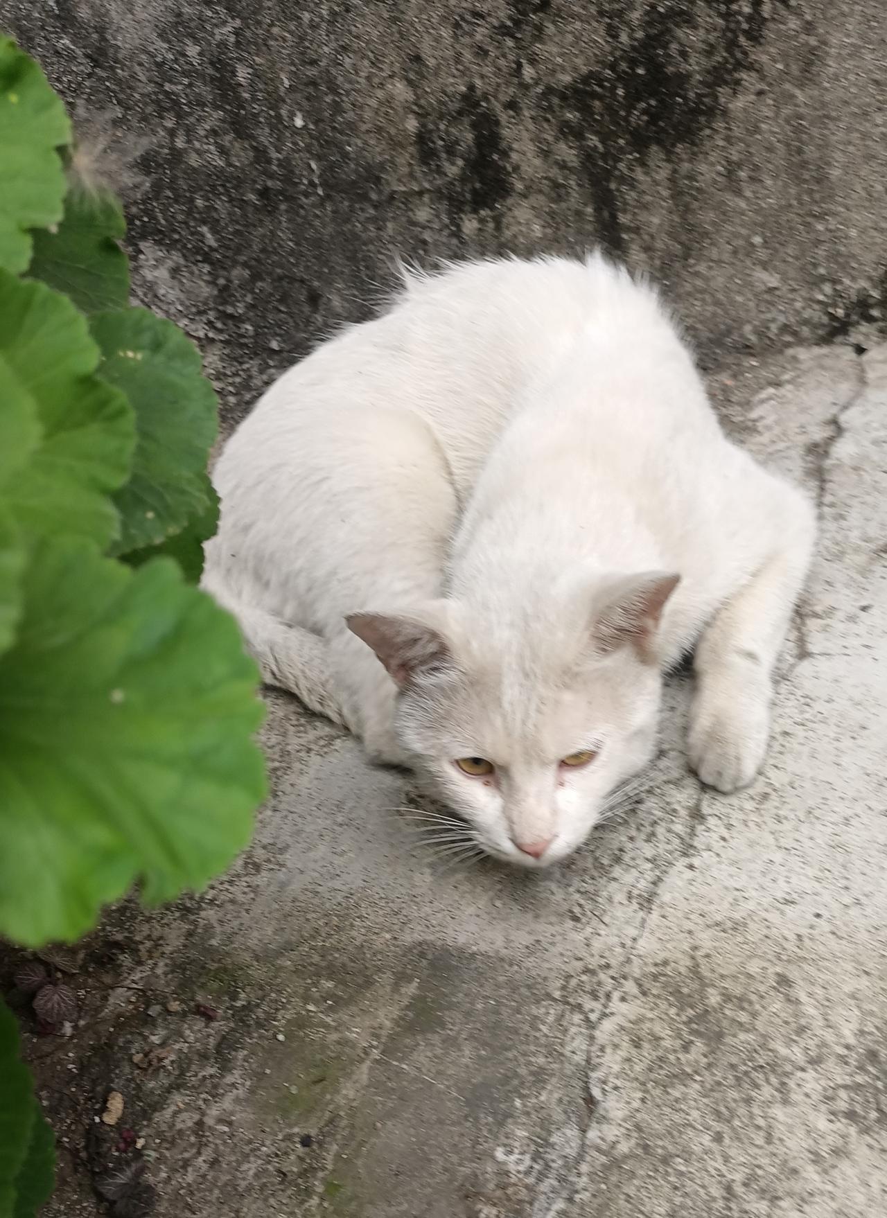 【夏之韵·绿叶边的白猫】今日生活小确幸
绿叶下，
可爱的白猫，
静静的卧着，
似