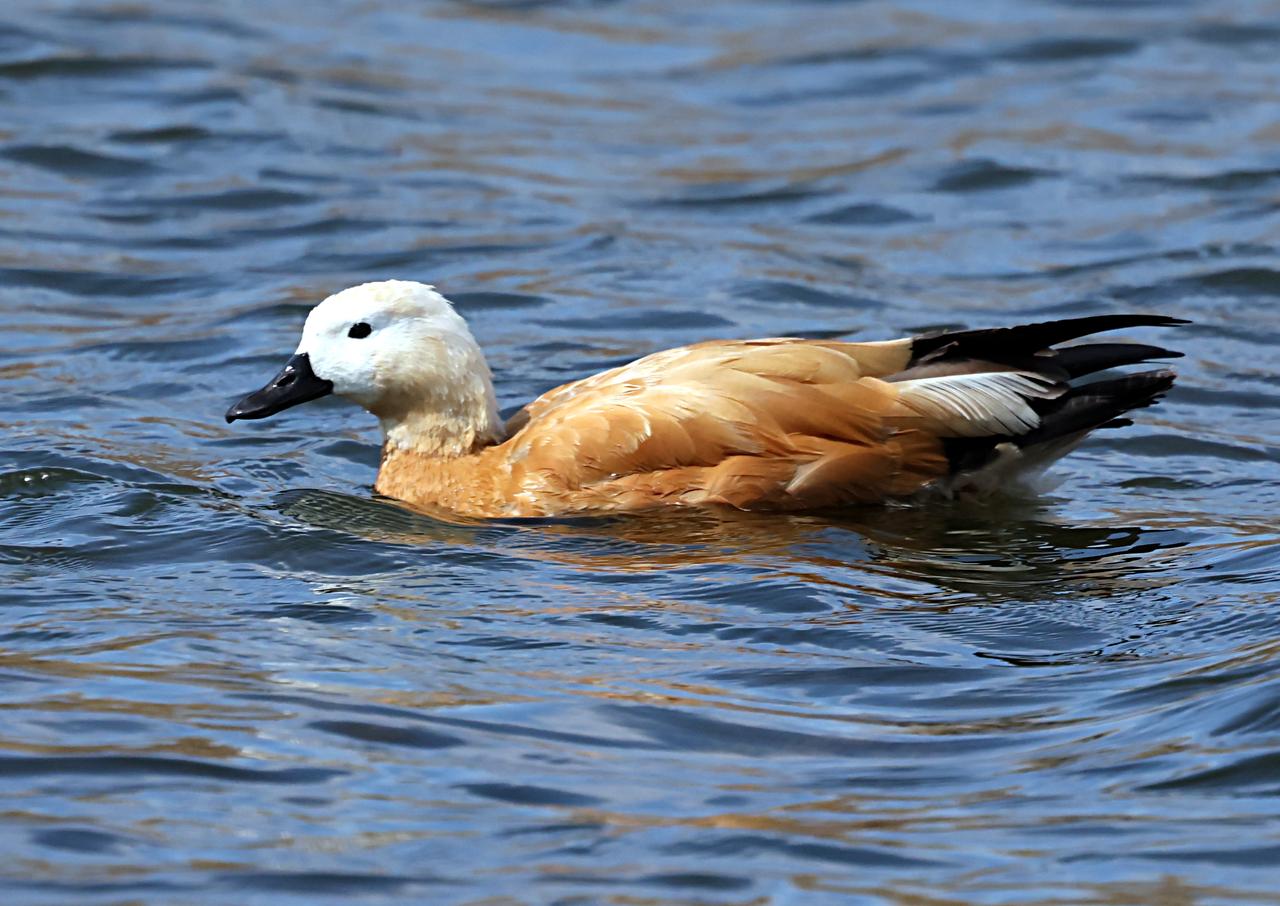 滇池来了大黄鸭！
春日，在晋宁南滇池湿地国家公园拍到来此越冬的黄色赤麻鸭！
看上