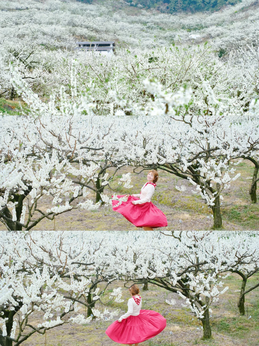 这里的20000亩李花❗️免费打卡❗️错过等一年