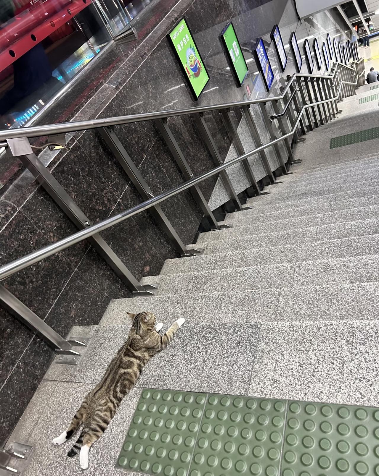 广州热到流浪猫猫都在地铁口蹭空调了