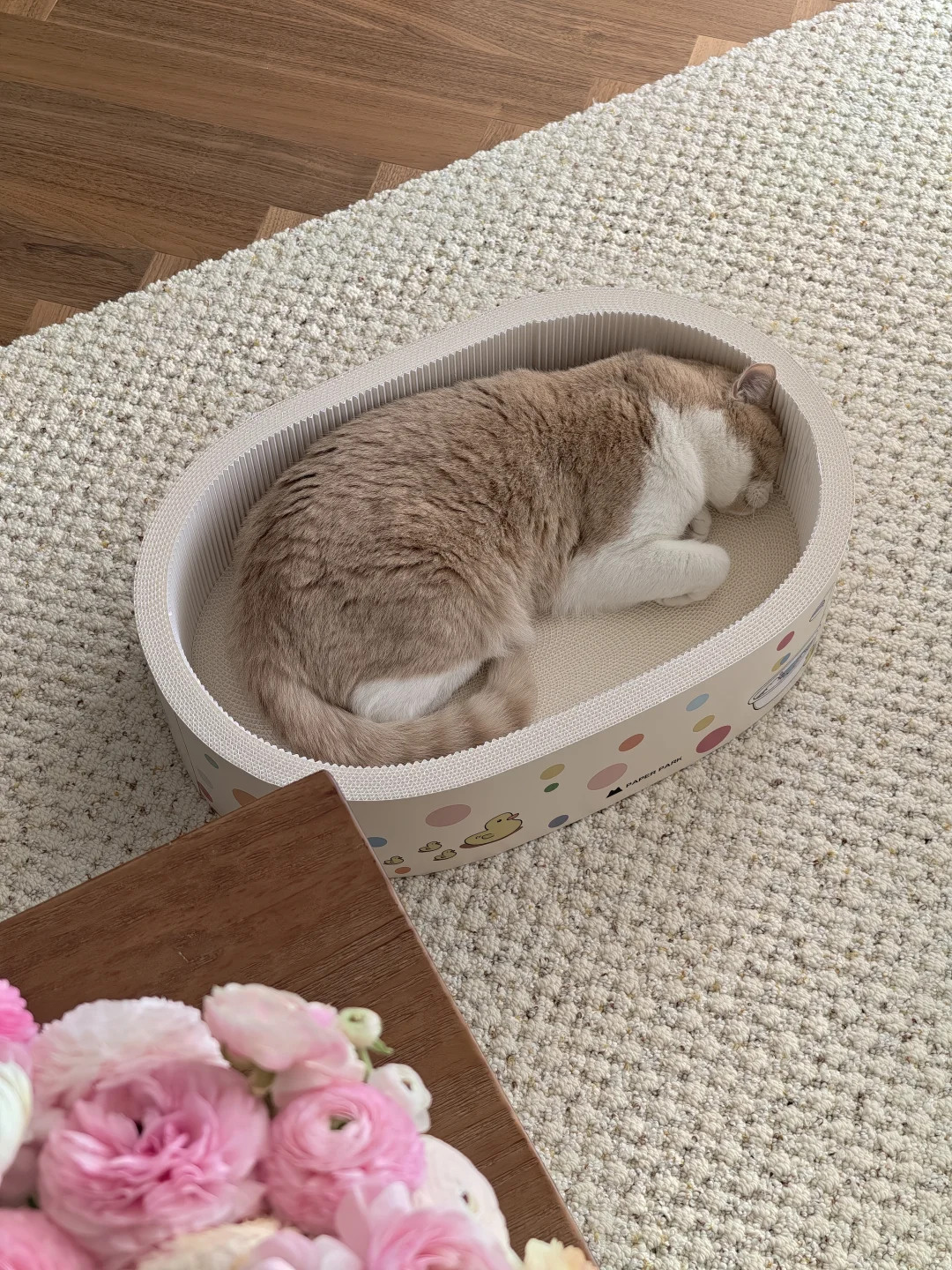 刚出炉的一盆大面猫🍞🍞